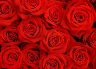 A Floral Apology Jokes Times