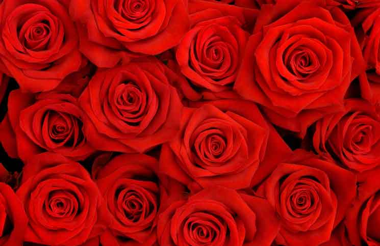 A Floral Apology A Floral Apology Jokes Times