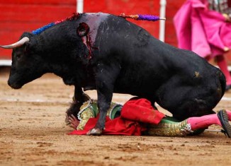 Bulls Fight Jokes Times
