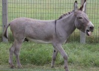 Arab Love Donkey Arab Love Donkey Jokes Times