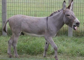 Arab Love Donkey Jokes Times