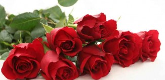 Beautiful Red Roses Jokes Times