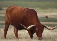 How Many Times Jokes Times