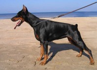 On a Lonely Island Jokes Times