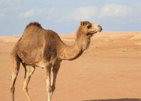 Serving at a Desert Outpost Jokes Times
