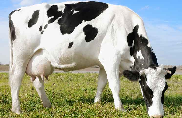 The Vet Solves a Problem The Vet Solves a Problem Jokes Times