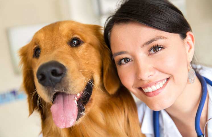 Vet vs. Doc Jokes Times