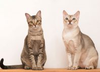 Cat Calls Cat Calls Jokes Times