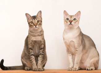 Cat Calls Jokes Times