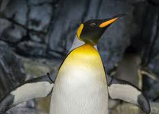 A Vacationing Penguin Jokes Times
