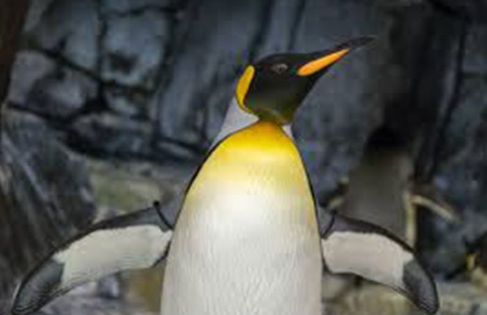 A Vacationing Penguin Jokes Times A Vacationing Penguin Jokes Times