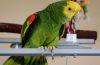 Beautiful Parrot New Home Jokes Times