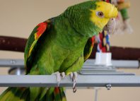 Beautiful Parrot New Home Jokes Times