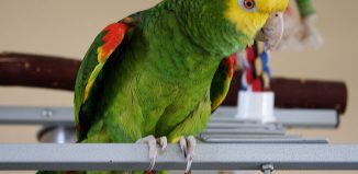 Beautiful Parrot New Home Jokes Times