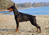 Dead Doberman Jokes Times