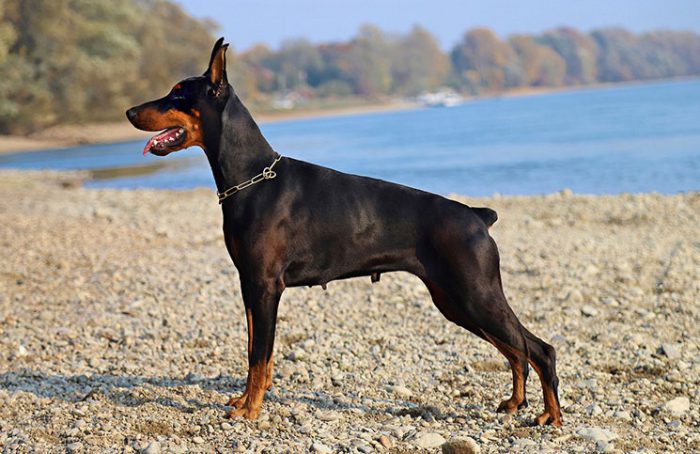 Dead Doberman Jokes Times