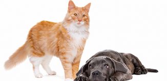 Dogs and Cats Jokes Times