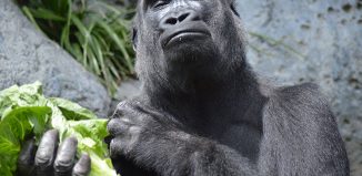 Excited Gorilla Jokes Times