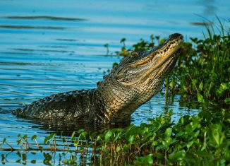 Flash the Alligator Jokes Times