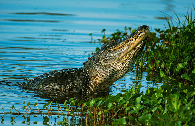 Flash the Alligator Flash the Alligator Jokes Times