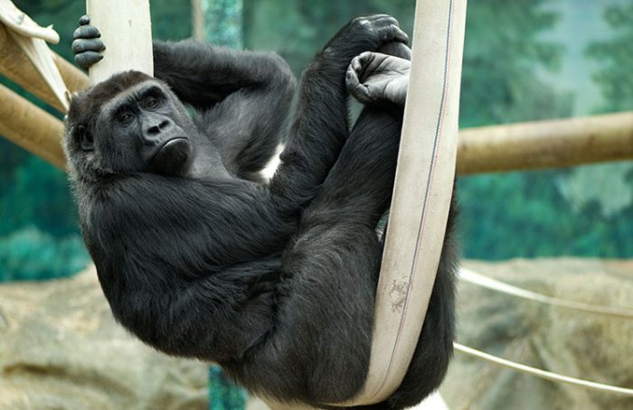 Gorilla on the Tree Jokes Times Gorilla on the Tree Jokes Times