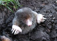 I-Smell...-Jokes-Times