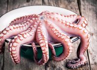 Musical Octopus Jokes Times