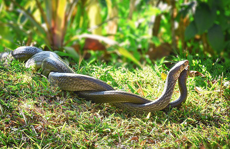 Poisonous or Not Poisonous or Not Jokes Times