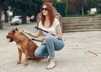 Seeing Eye Dog Jokes Times