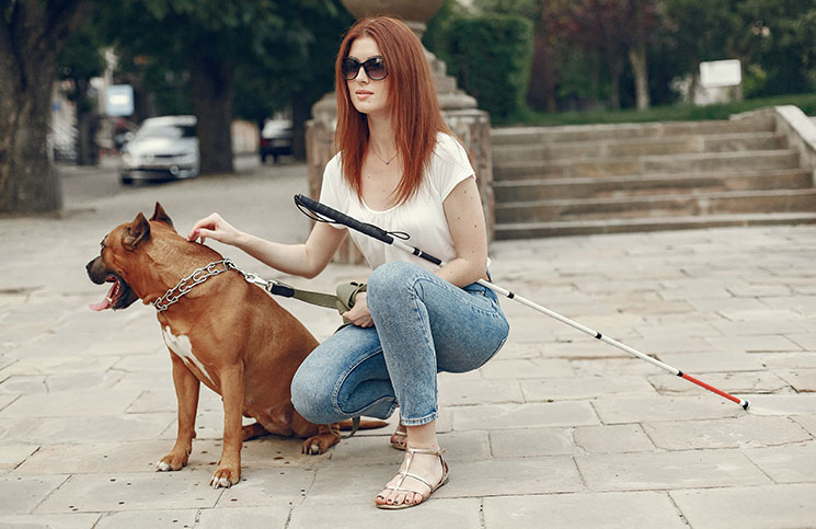 Seeing Eye Dog Seeing Eye Dog Jokes Times