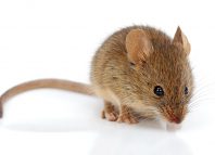Sex Maniac Mouse Sex Maniac Mouse Jokes Times