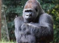 The Gorilla Jokes Times