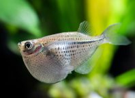 What did the Fish Say What did the Fish Say Jokes Times