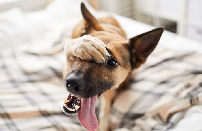 Amazing Dog Jokes Times Amazing Dog Jokes Times