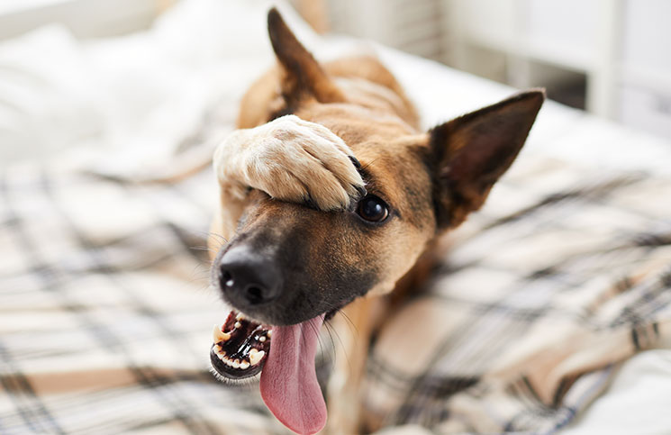 Amazing Dog Jokes Times