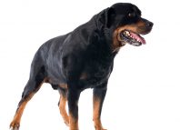 Cross-eyed Rottweiler Jokes Times