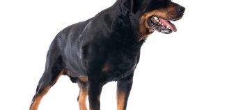 Cross-eyed Rottweiler Jokes Times