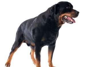 Cross-eyed Rottweiler Jokes Times