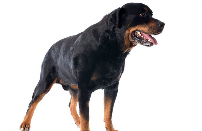 Cross-eyed Rottweiler Jokes Times