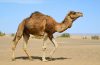 The Horny Camel Jokes Times
