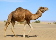 The Horny Camel The Horny Camel Jokes Times