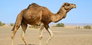 The Horny Camel Jokes Times