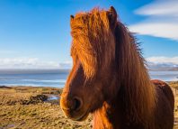 The Liar Horse The Liar Horse Jokes Times