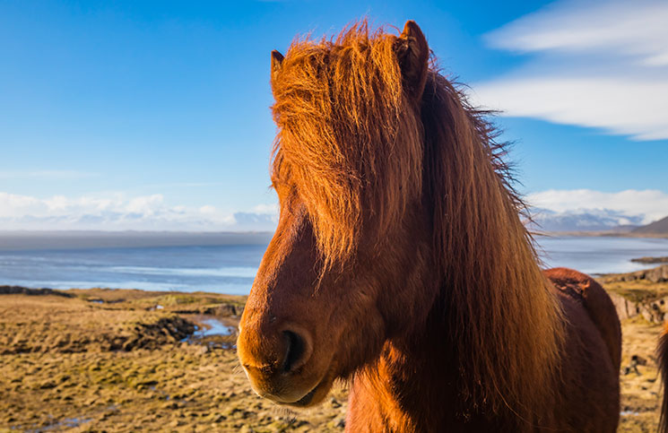 The Liar Horse The Liar Horse Jokes Times