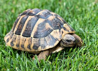 Turtle Jumps Off the Tree Jokes Times