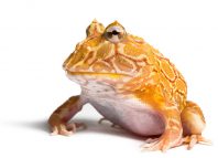 Wide Mouth Frog Jokes Times