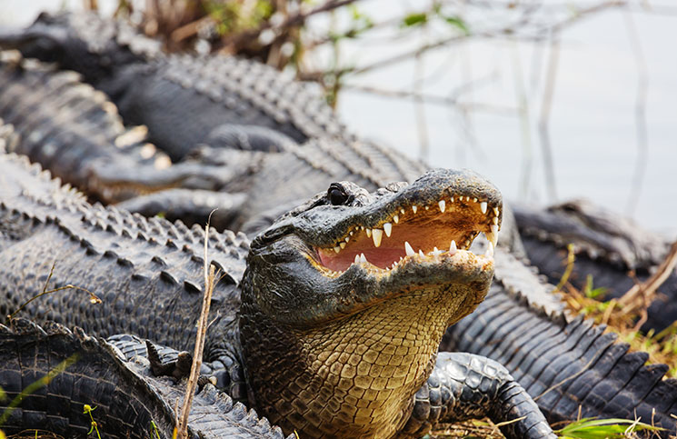 Buying Alligator Shoes Buying Alligator Shoes Jokes Times