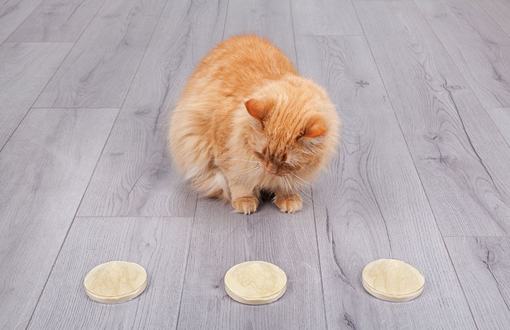 Instructions for Giving your Cat a Pill Instructions for Giving your Cat a Pill Jokes Times
