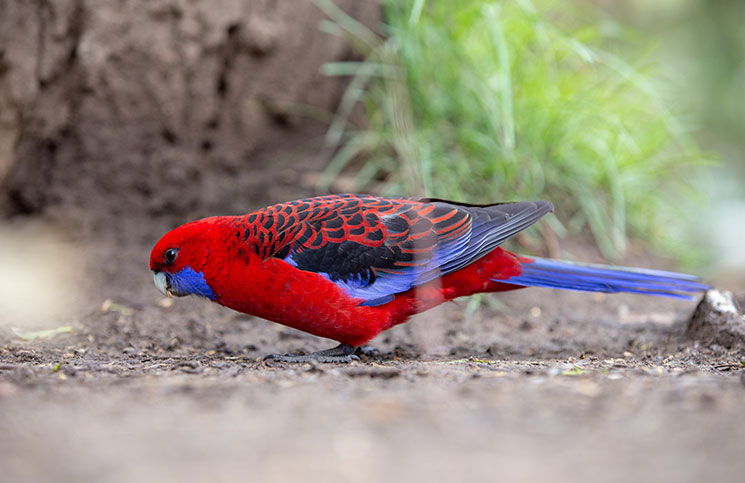 Where is my Parakeet Jokes Times