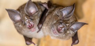 Two Bats Hanging Jokes Times